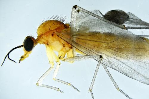 Sylvicola cinctus